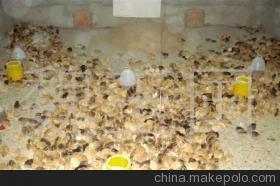 常年出售江蘇淮安優質草雞苗 品質保障，專業供應